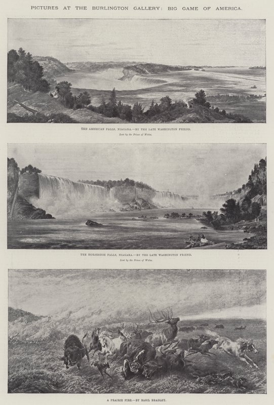 Bilder på Burlington Gallery, Big Game of America av Basil Bradley