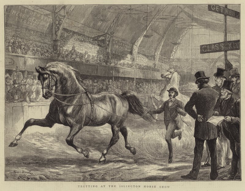 Trav på Islington Horse Show av Basil Bradley
