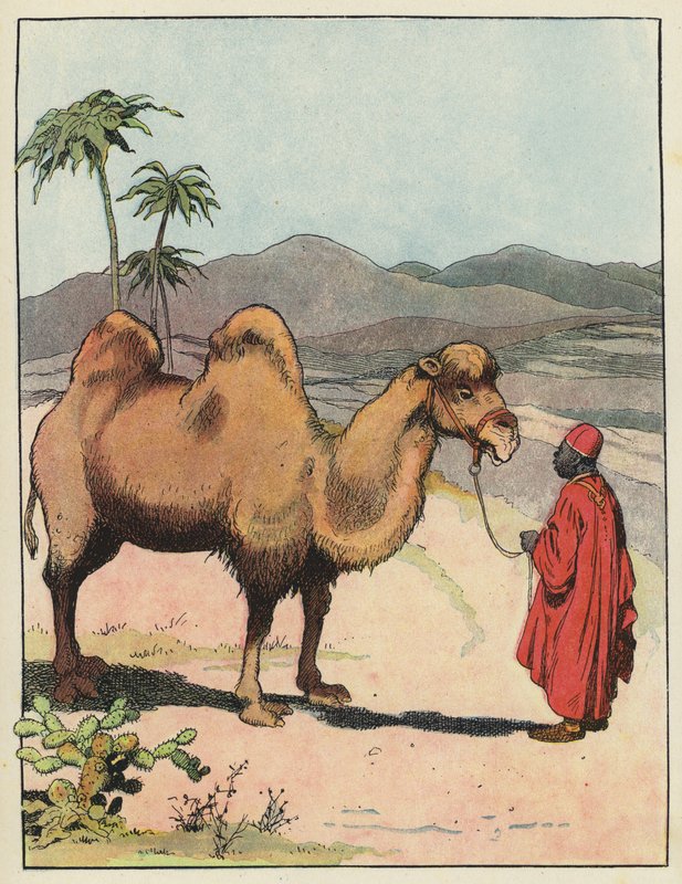 Bakterisk kamel av Benjamin Rabier