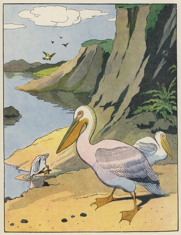 Pelikaner av Benjamin Rabier