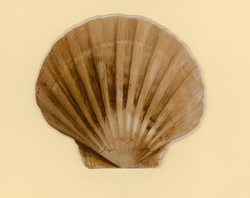 Illustrasjon for hefte med tittelen Sea Shells (color litho) av Benjamin D. Sigmund