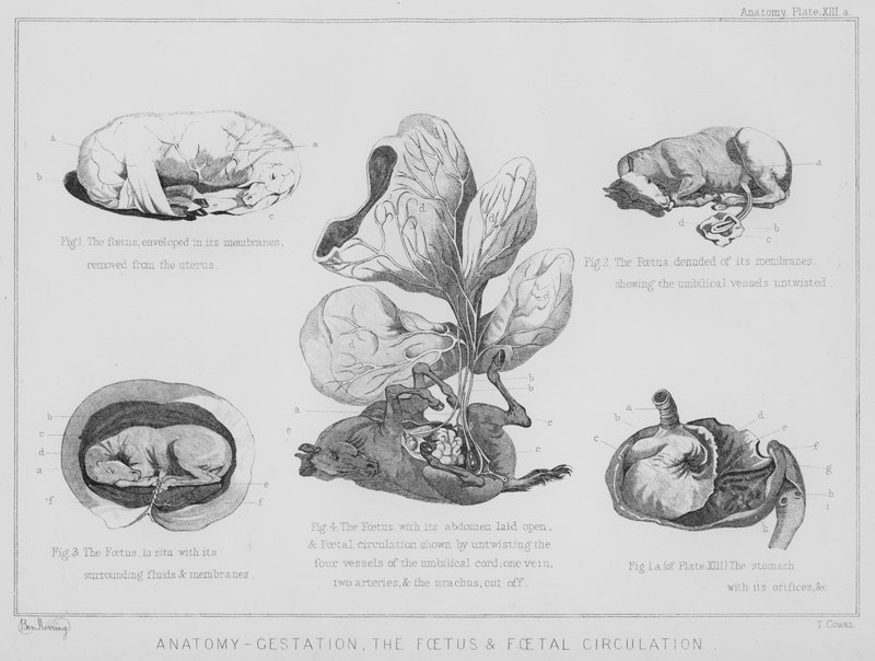 Anatomi, svangerskap, fosteret og fosterets sirkulasjon (litho) av Benjamin Herring