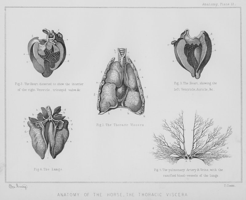 Hestens anatomi, innvollene i thorax (litho) av Benjamin Herring
