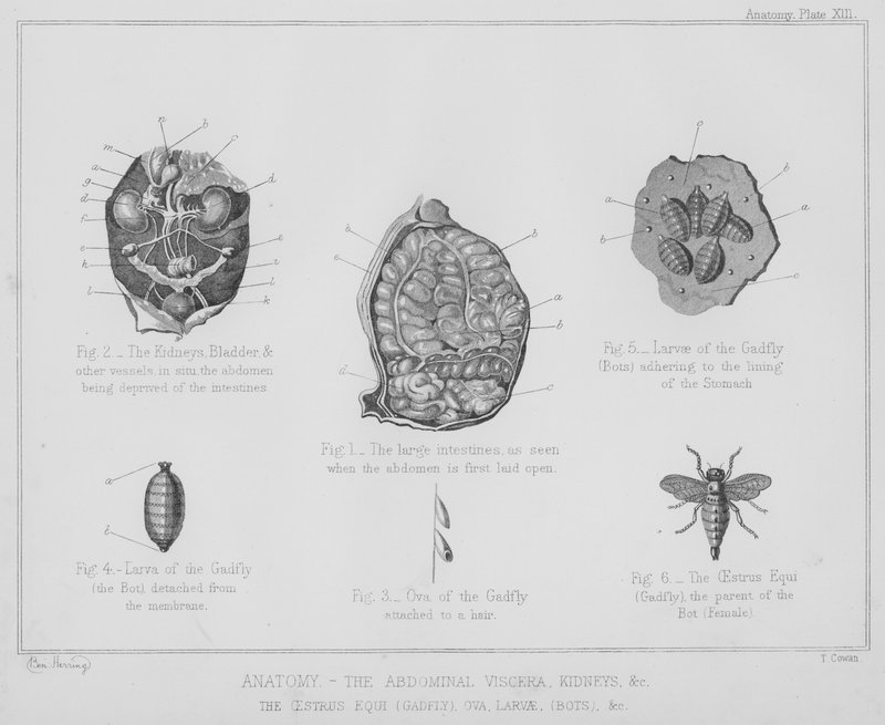 Anatomi, innvollene i magen, nyrene osv., brunst equi, gadfly, egg, larver, bots etc (litho) av Benjamin Herring