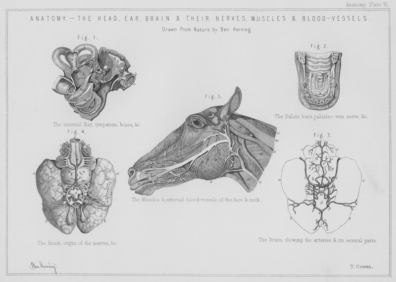Anatomi, hodet, øret, hjernen og deres nerver, muskler og blodkar (litho) av Benjamin Herring