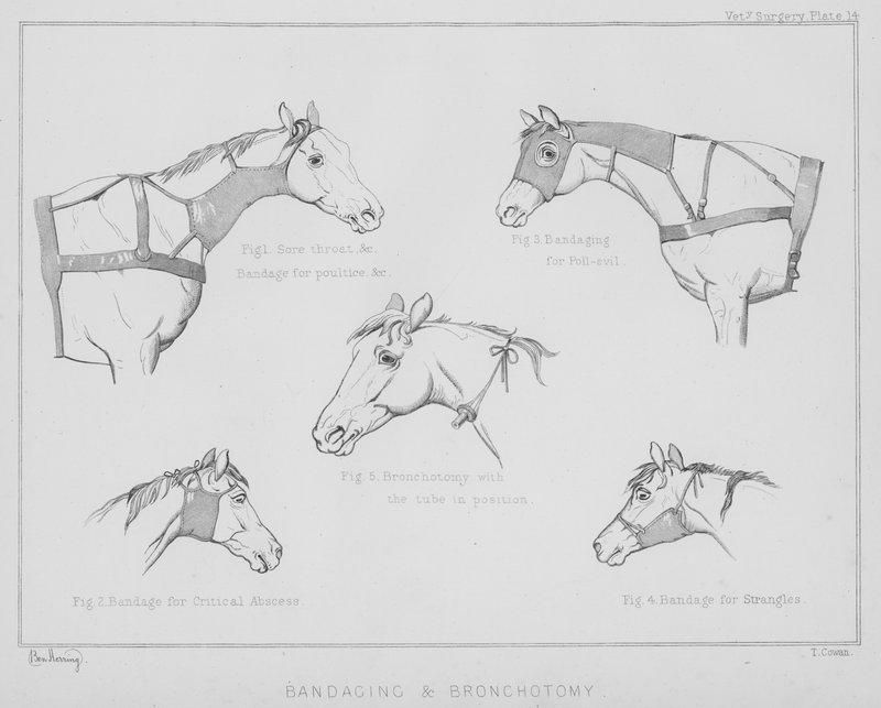 Bandasjering og bronkotomi (litho) av Benjamin Herring