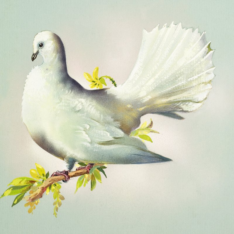 Fantail Dove (gouache på papir) av Bert Illoss