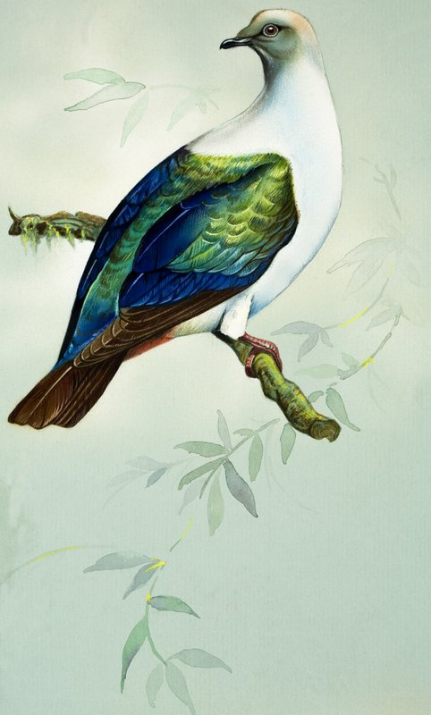 Imperial Fruit Pigeon (gouache på papir) av Bert Illoss