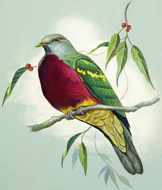 Storslått fruktdue (gouache på papir) av Bert Illoss