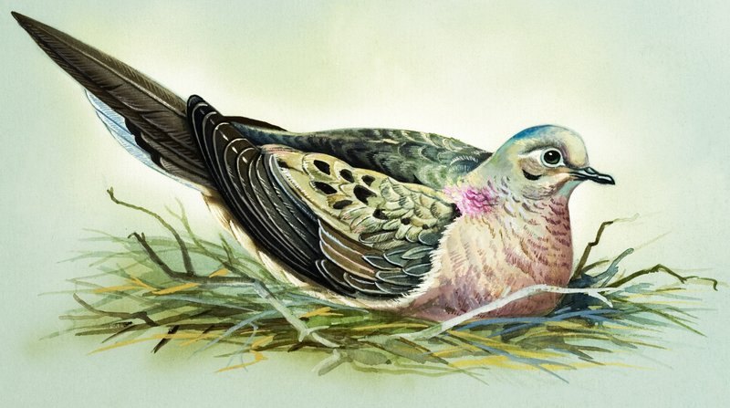 Sørgende due (gouache på papir) av Bert Illoss