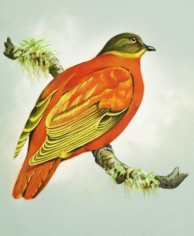 Oransje due (gouache på papir) av Bert Illoss
