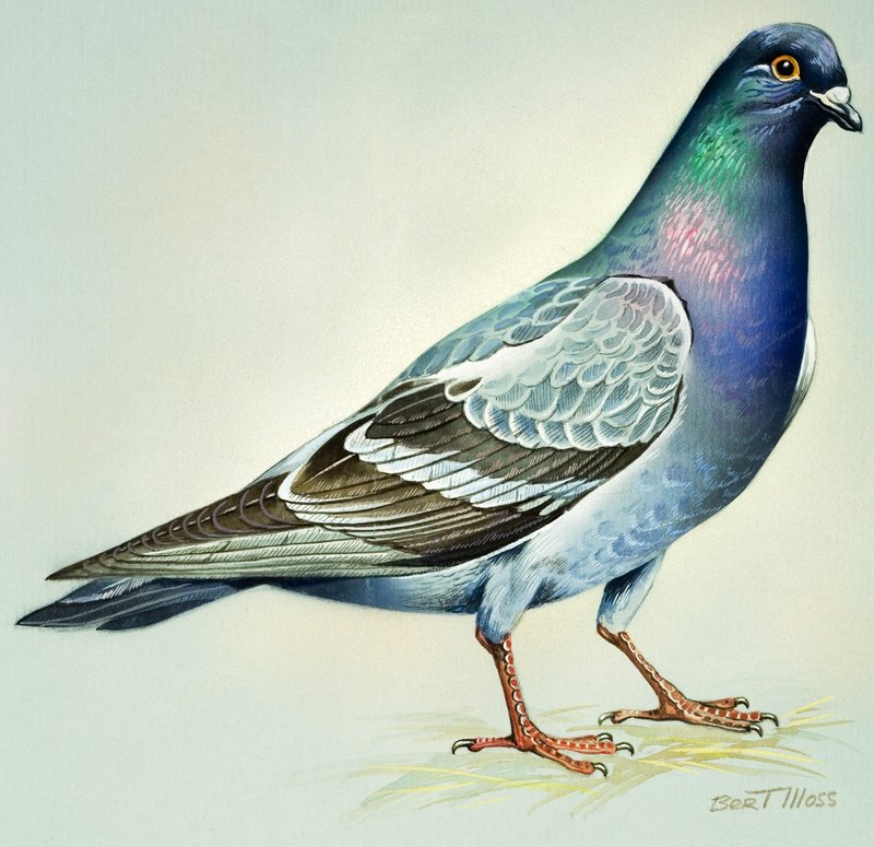 Klippedue (gouache på papir) av Bert Illoss