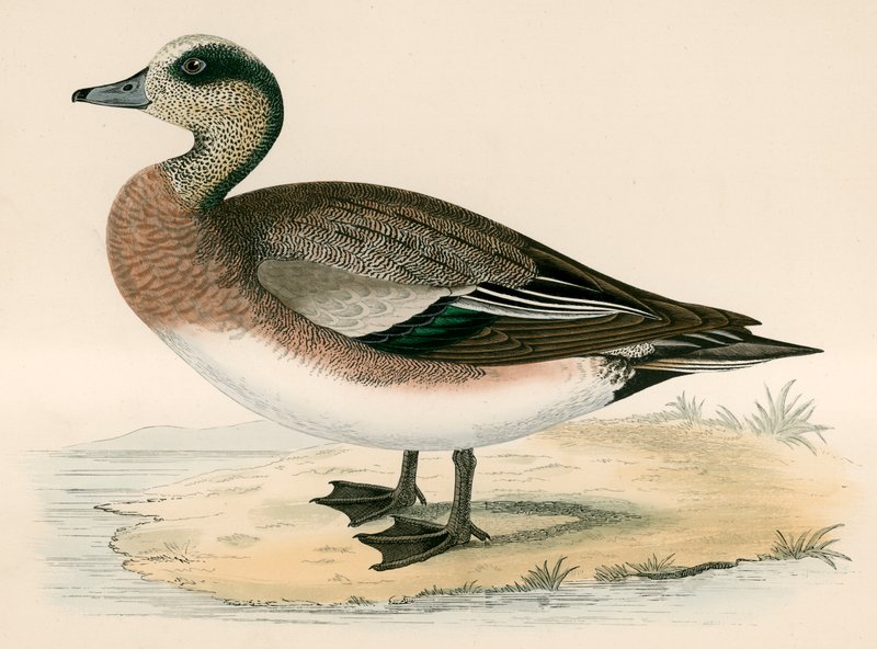 American Wigeon av Beverley R. Morris