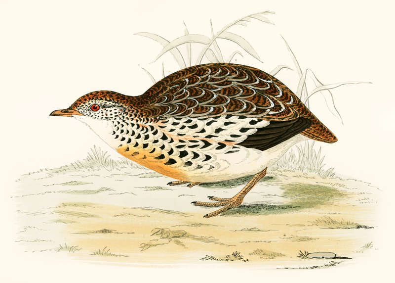 Andalusisk vaktel av Beverley R. Morris