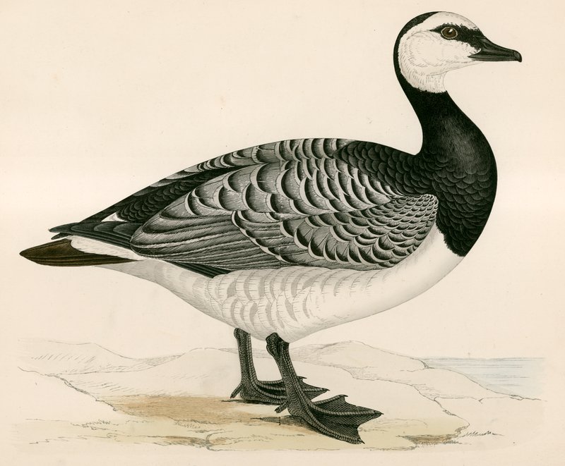 Bernicle Goose av Beverley R. Morris