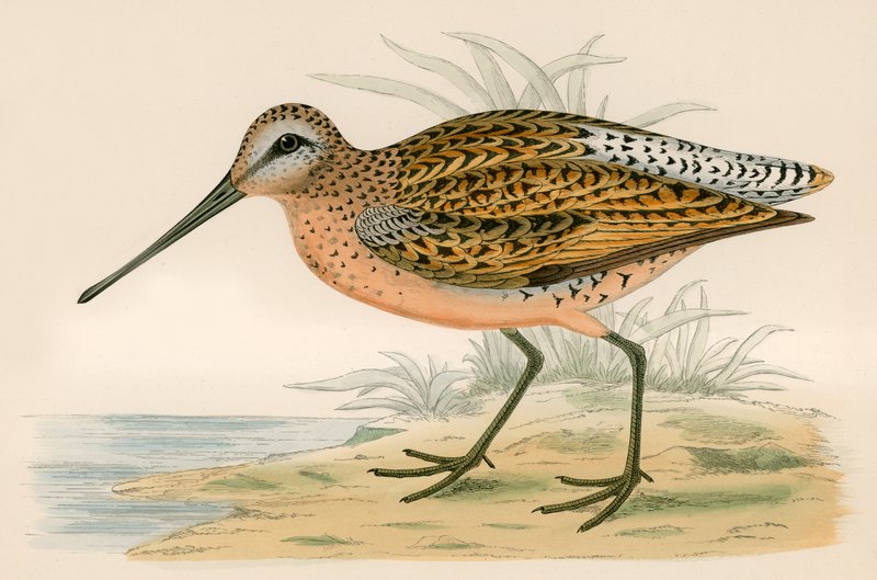 Brun snipe av Beverley R. Morris