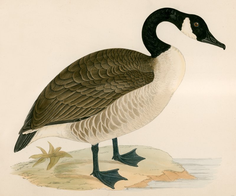 Canada Goose av Beverley R. Morris