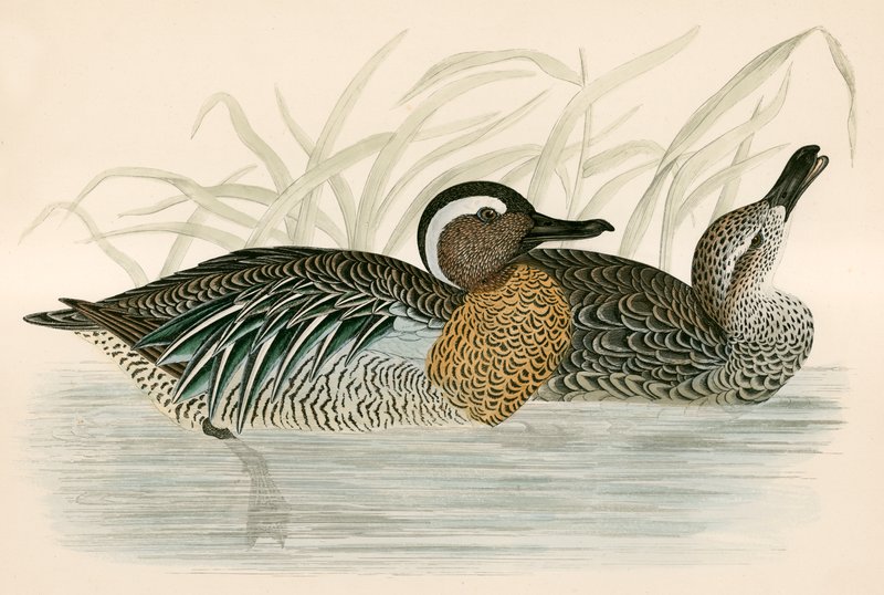 Garganey Teal av Beverley R. Morris