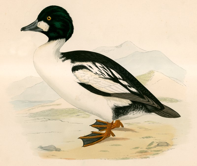 gull øye av Beverley R. Morris