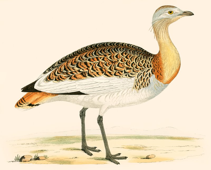 Stor bustard av Beverley R. Morris