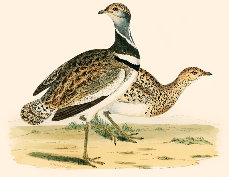 Lille bustard av Beverley R. Morris