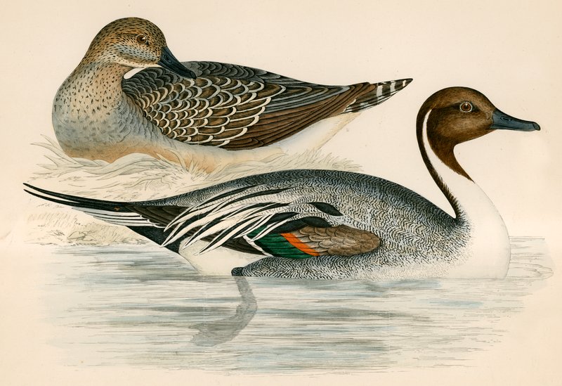 Pintail Duck av Beverley R. Morris