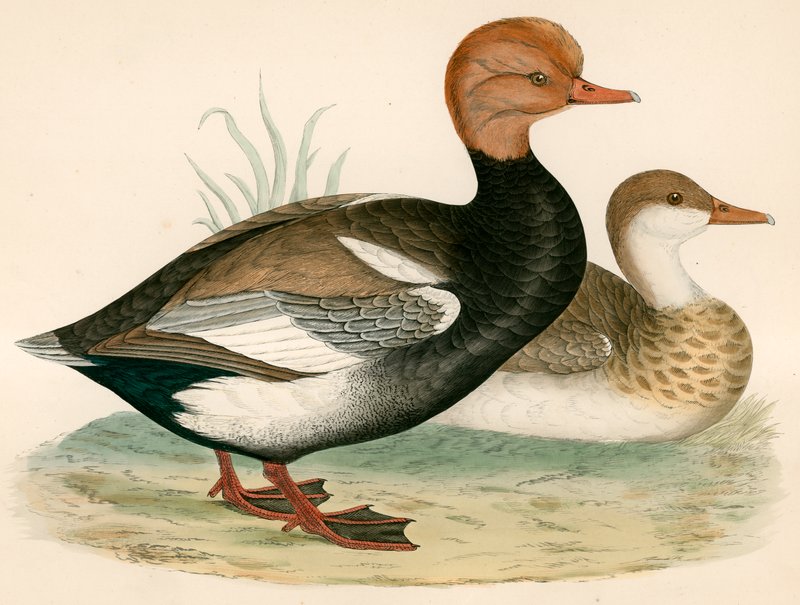 Røde Crested Whistling Duck av Beverley R. Morris