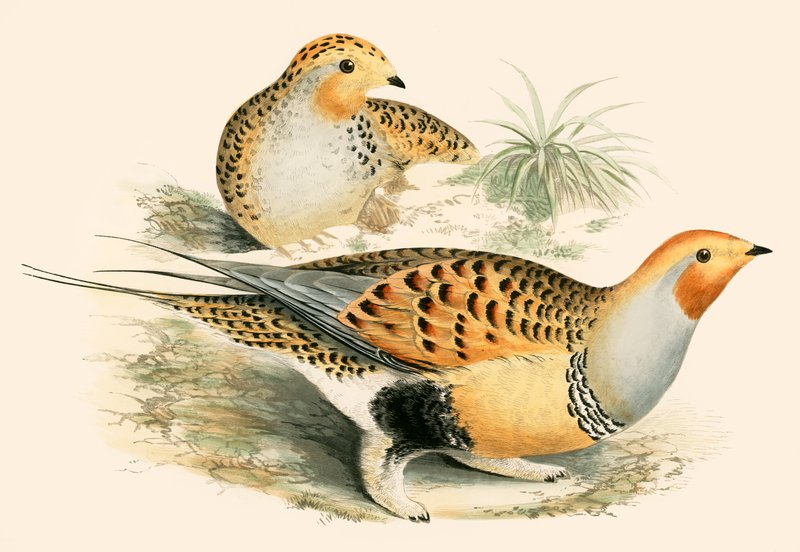 Sand Rype av Beverley R. Morris