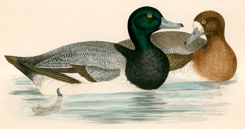 Scaup Duck av Beverley R. Morris