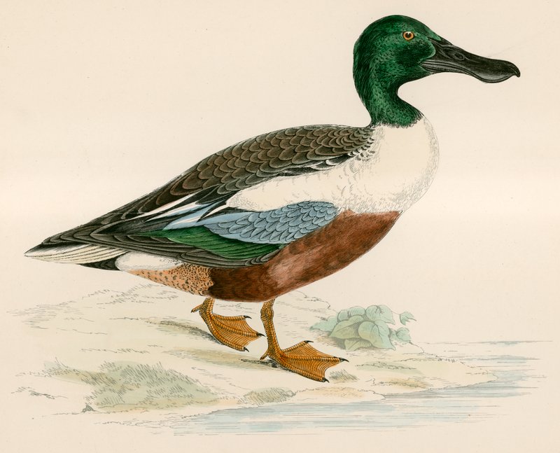 Shoveler av Beverley R. Morris