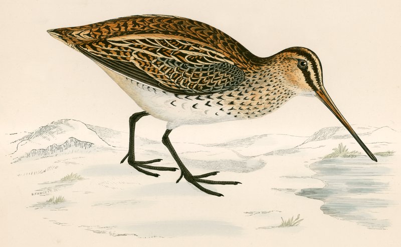 Snipe av Beverley R. Morris