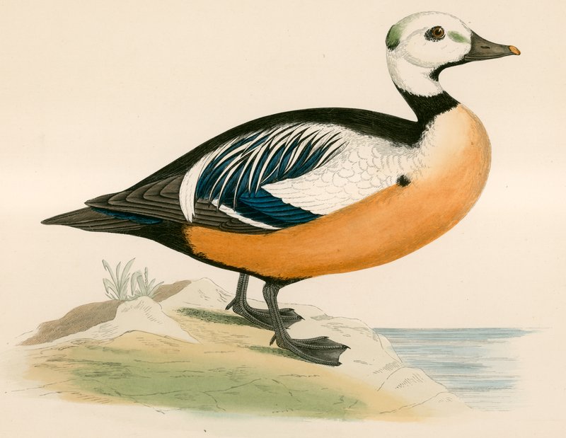 Stellers Western Duck av Beverley R. Morris