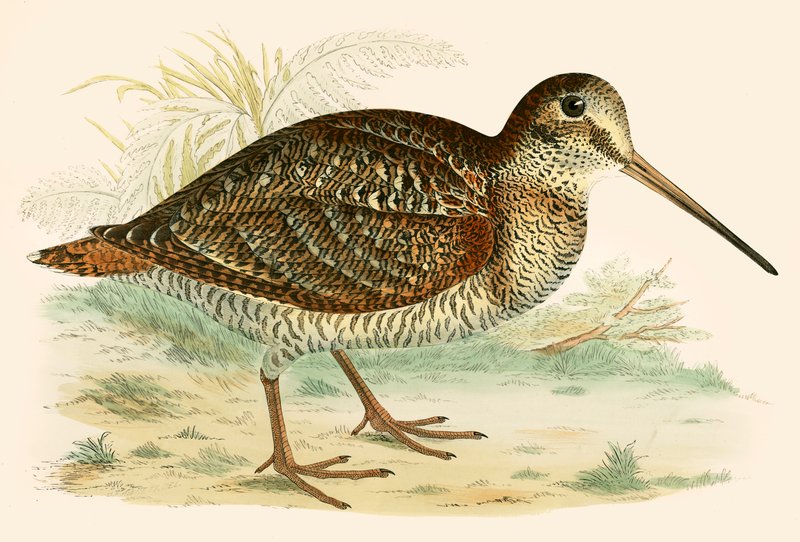 Woodcock av Beverley R. Morris