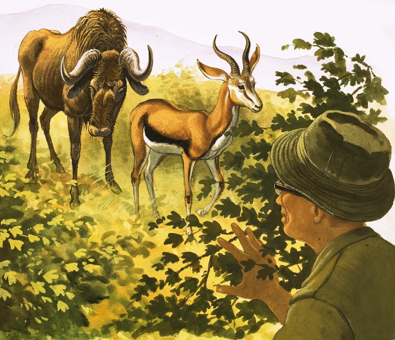 Mann kikker gjennom buskene på en gnu og en antilope av Bob Hersey