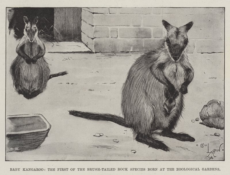 Baby kenguru, den første av de børstehaleartene som ble født i Zoological Gardens av Cecil Charles Windsor Aldin