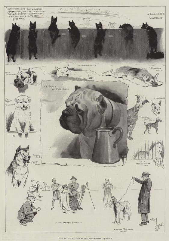 Hunder av alle nasjoner på Westminster Aquarium av Cecil Charles Windsor Aldin