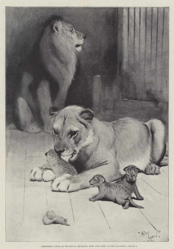 Opptredener Lions på Royal Aquarium, med unger født på akvariet, 6. august av Cecil Charles Windsor Aldin