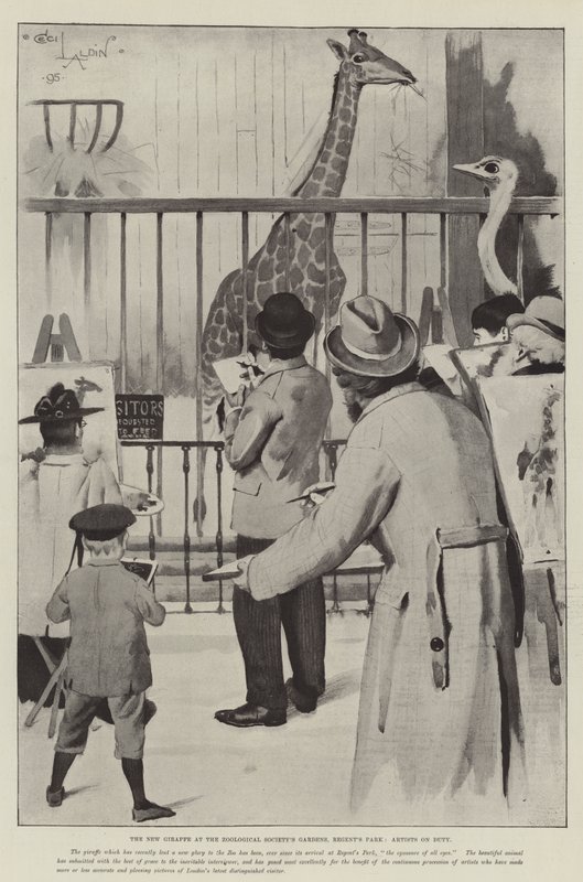 Den nye sjiraffen ved Zoological Society