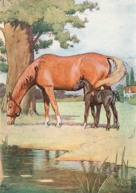 Det første stedet jeg godt kan huske, var en stor hyggelig eng med en dam med klart vann i den av Cecil Charles Windsor Aldin