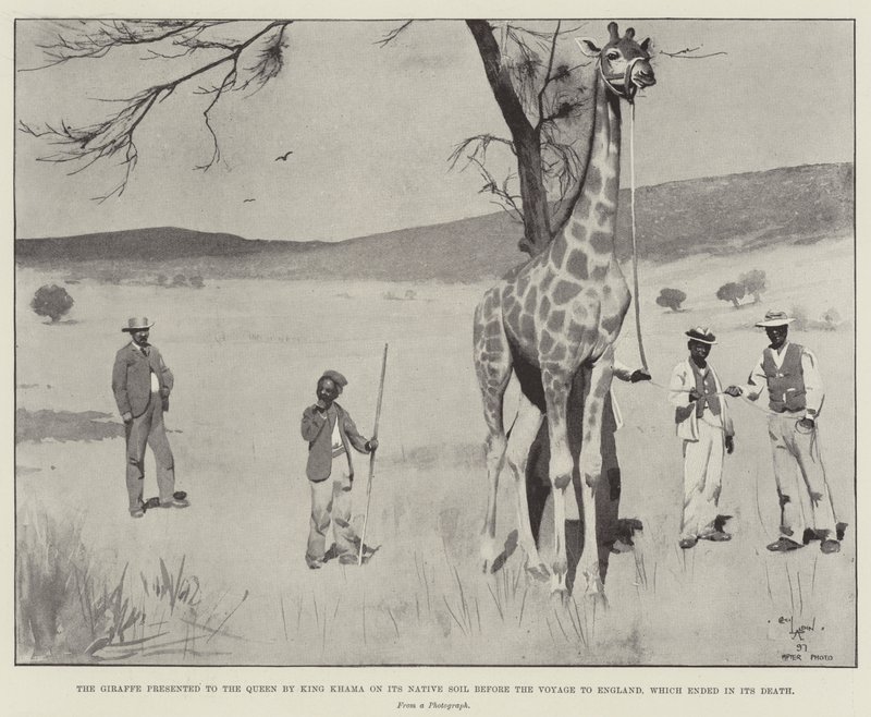 Sjiraffen presentert for dronningen av kong Khama på dens opprinnelige jord før reisen til England, som endte med dens død av Cecil Charles Windsor Aldin