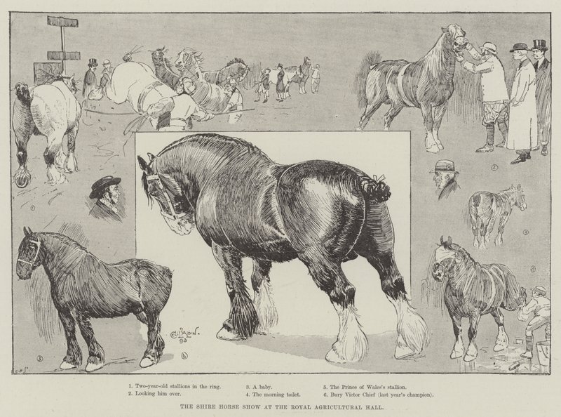 The Shire Horse Show i Royal Agricultural Hall av Cecil Charles Windsor Aldin