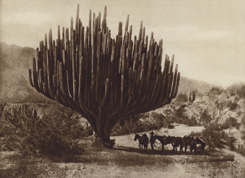 Mexico: Candelero-formet kaktus, Oaxaca (s/hvitt bilde) av Cecile Seler Sachs