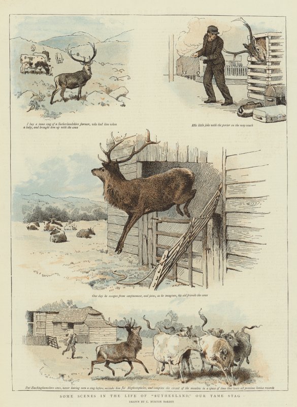 Noen scener i livet til Sutherland, Our Tame Stag (chromolitho) av Charles Burton