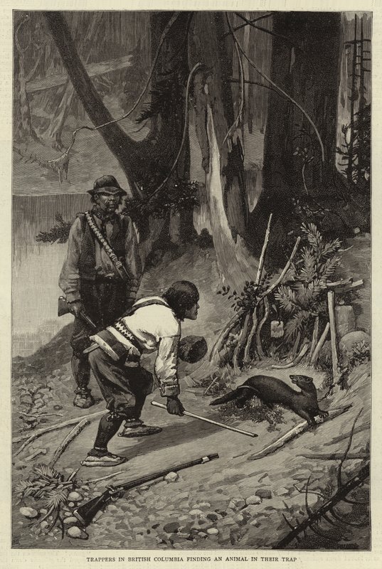 Fangstmenn i British Columbia finner et dyr i fellen sin av Charles Edwin Fripp