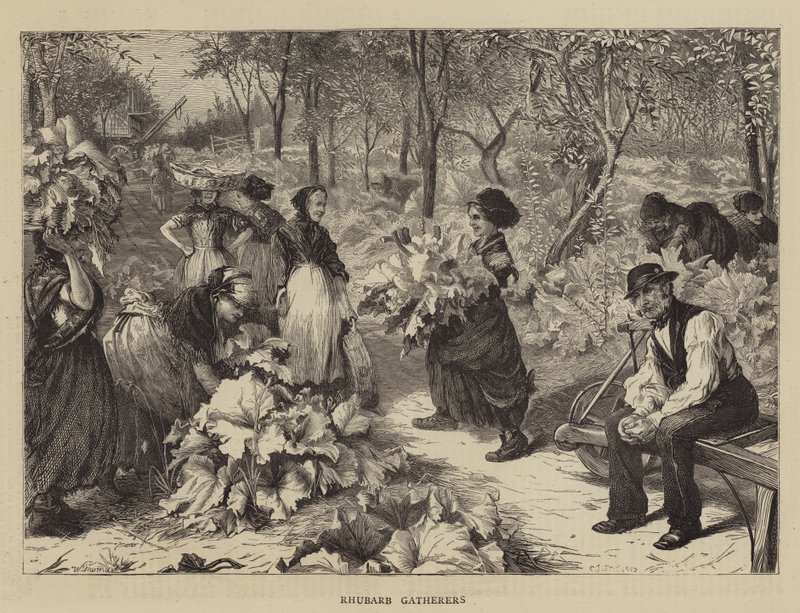 Rabarbrasamlere av Charles J. Staniland