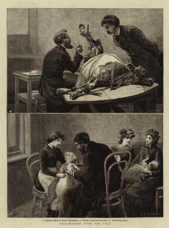 Vaksinasjon fra kalven av Charles J. Staniland