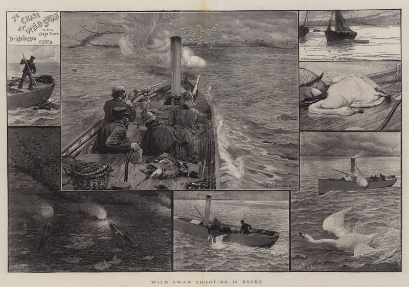 Skyting av villsvaner i Essex av Charles J. Staniland