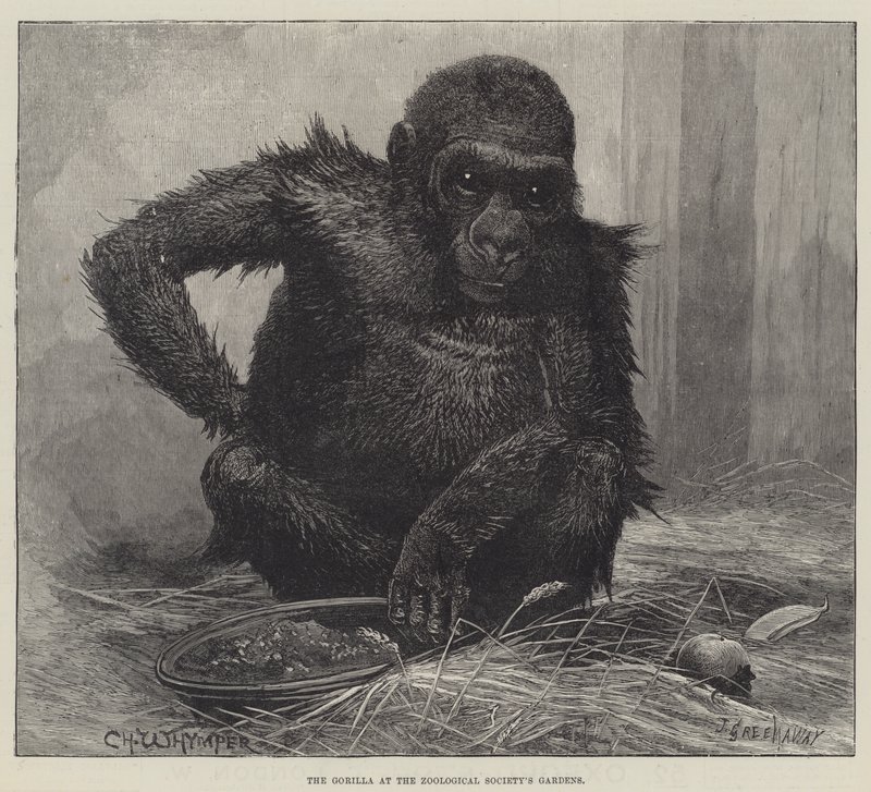 Gorillaen ved Zoologisk Forenings hager av Charles Whymper