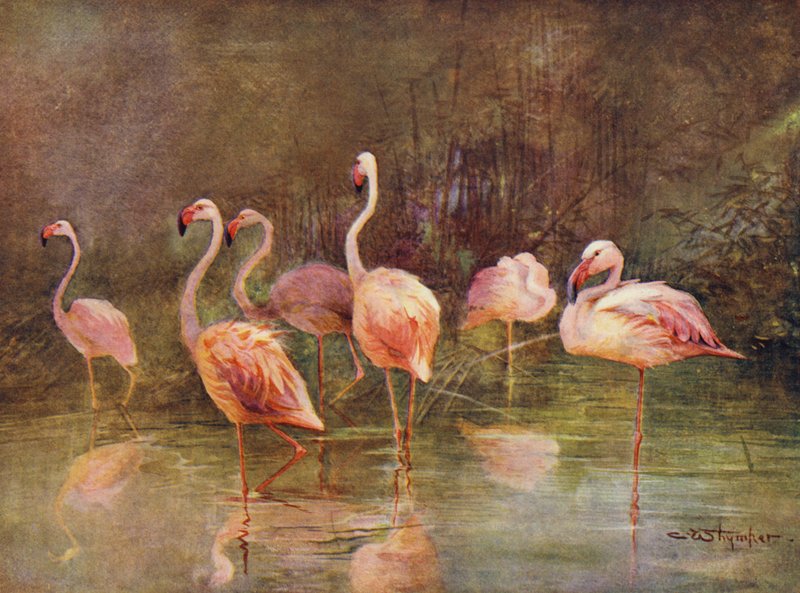 Flamingoer (farge litho) av Charles (after) Whymper