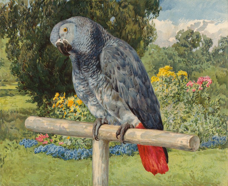 Grå papegøye (chromolitho) av Charles Collins